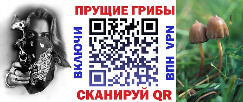 Псилоцибиновые грибы Cubensis  что такое   Таштагол 